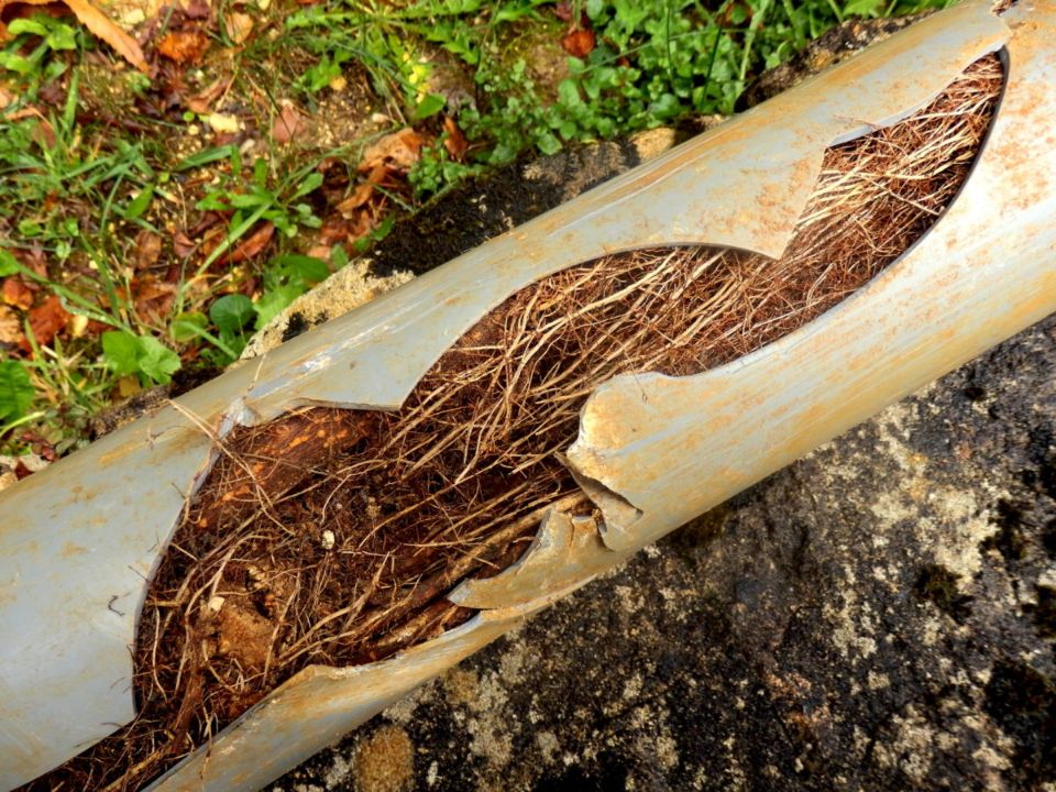 Broken sewer
